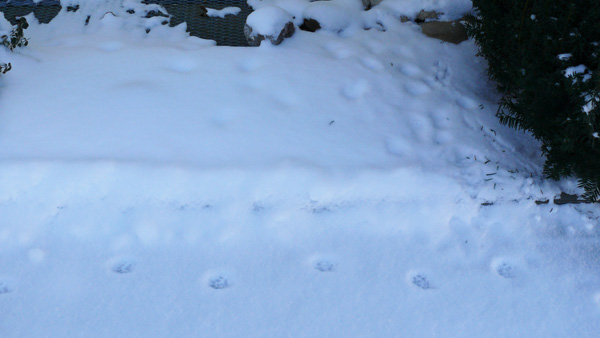 Anwendung von Defka als Katzenschreck bzw. Katzenabwehr